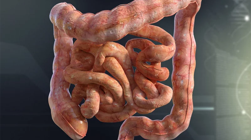 نقش پروبیوتیک ها در دستگاه گوارش