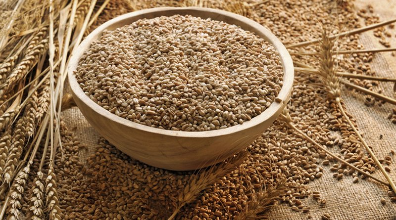 خواص سبوس گندم