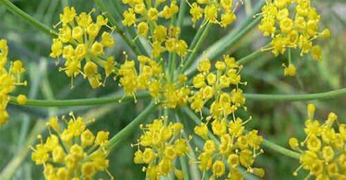 خواص آنغوزه