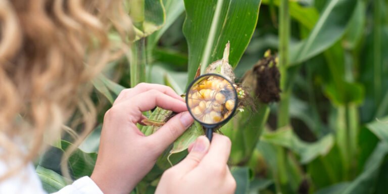 آفلاتوکسین چیست؟ خطرات و عوارض مصرف آن