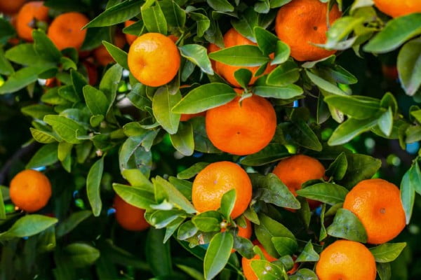 خواص شگفت انگیز نارنگی