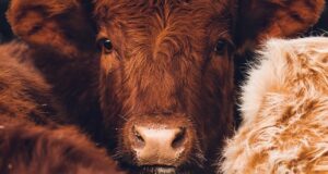 پرورش حیوانات در دامداری‌ها