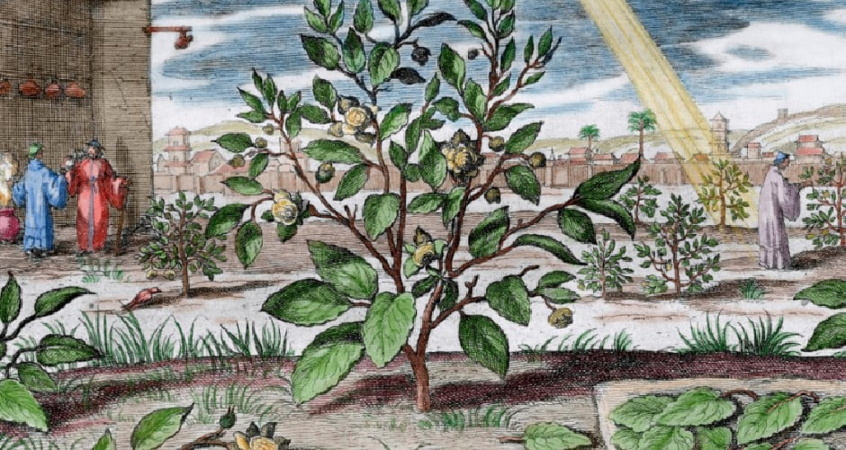 کامبوجا یا کامبوچا متولد شد