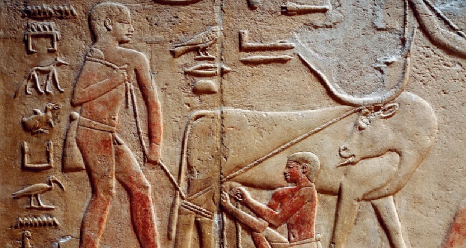 تخمیر شیر و تولد ماست و پنیر