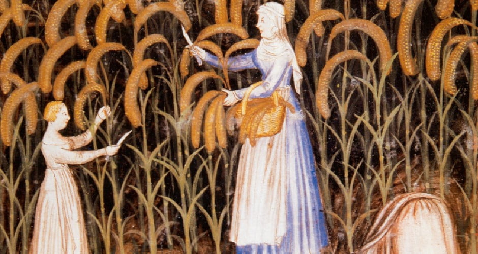 تخمیر غلات و حبوبات