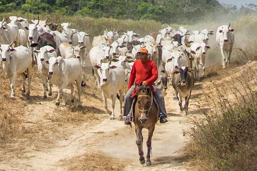 صنعت دامداری در برزیل